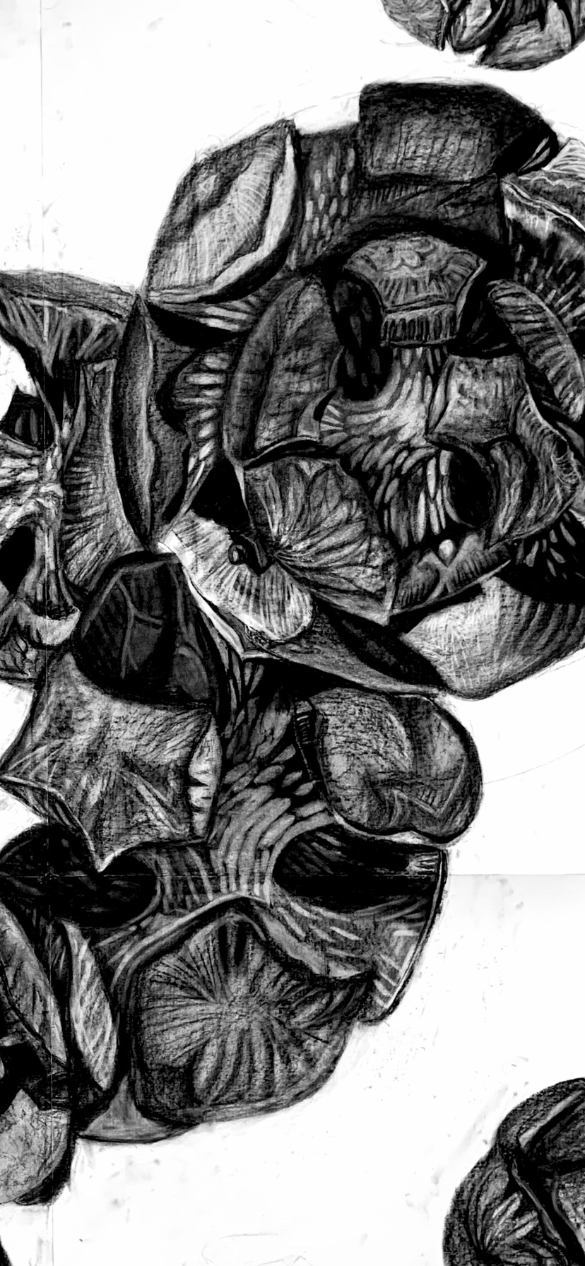 close up of cypress drawing